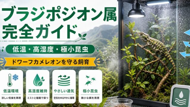 ブラジポジオン属（Bradypodion）完全ガイド｜南アフリカ産ドワーフカメレオンの種類・特徴・低温高湿度飼育法を属レベルで解説の要点を伝えるカメレオン・爬虫類記事アイキャッチ画像
