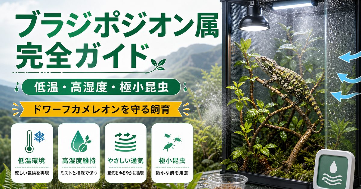 ブラジポジオン属（Bradypodion）完全ガイド｜南アフリカ産ドワーフカメレオンの種類・特徴・低温高湿度飼育法を属レベルで解説の要点を伝えるカメレオン・爬虫類記事アイキャッチ画像