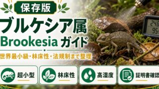 ブルケシア属（Brookesia）完全ガイド｜世界最小カメレオンの種類・特徴・飼育法を属レベルで解説の要点を伝えるカメレオン・爬虫類記事アイキャッチ画像