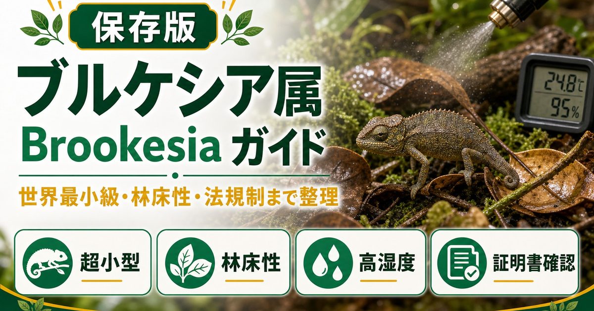 ブルケシア属（Brookesia）完全ガイド｜世界最小カメレオンの種類・特徴・飼育法を属レベルで解説の要点を伝えるカメレオン・爬虫類記事アイキャッチ画像
