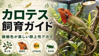 カロテス（キノボリトカゲ）飼育完全ガイド｜婚姻色が美しい樹上性アガマの特徴・ケージ・餌を徹底解説の要点を伝えるカメレオン・爬虫類記事アイキャッチ画像