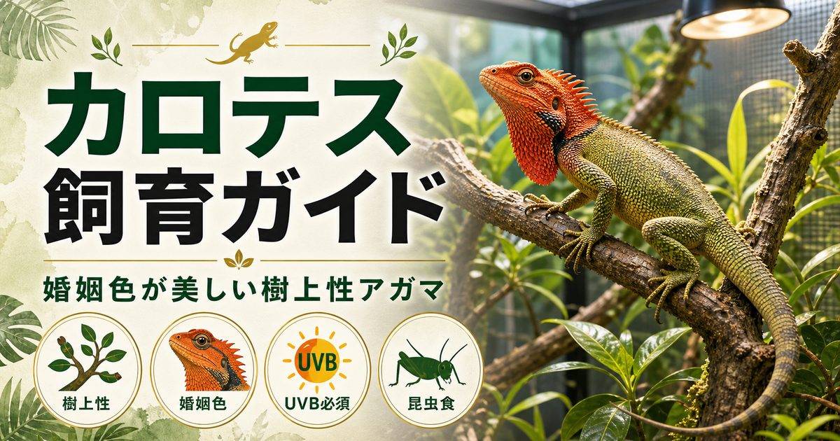 カロテス（キノボリトカゲ）飼育完全ガイド｜婚姻色が美しい樹上性アガマの特徴・ケージ・餌を徹底解説の要点を伝えるカメレオン・爬虫類記事アイキャッチ画像