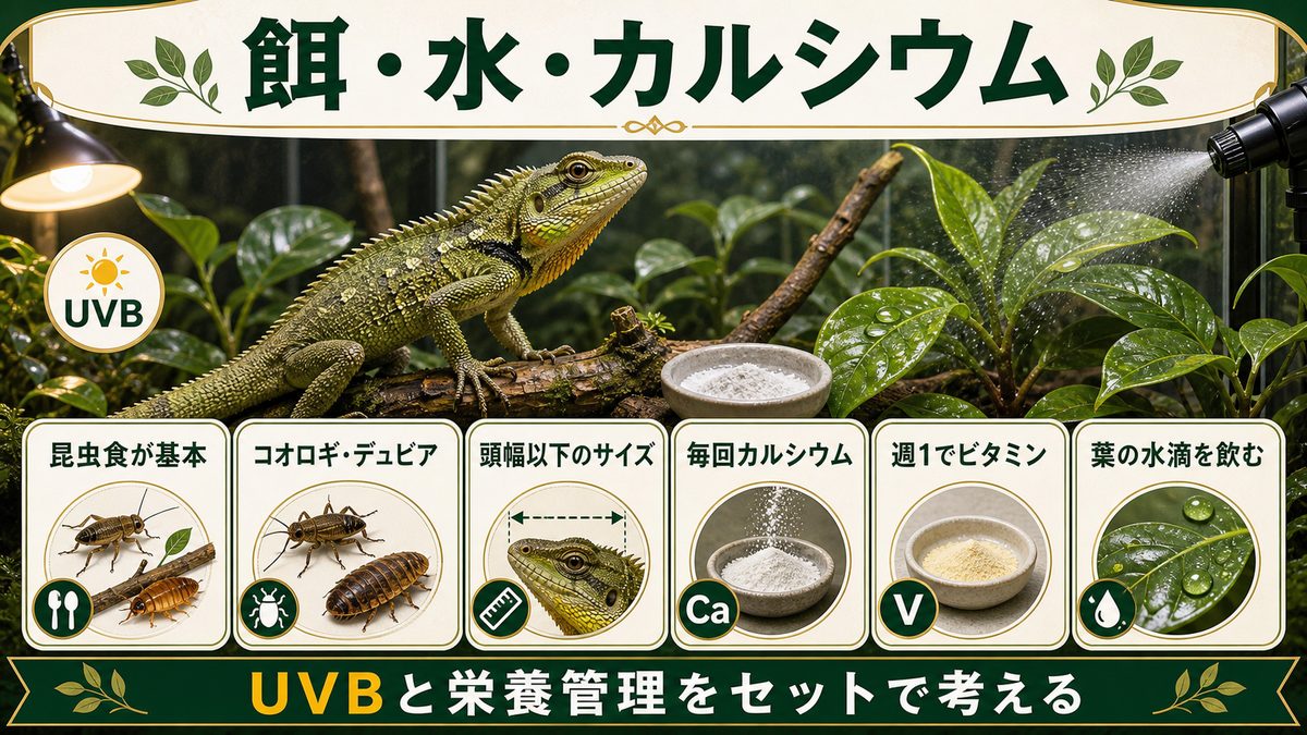 餌・水・カルシウムの与え方の要点をまとめたカメレオン・爬虫類飼育インフォグラフィック