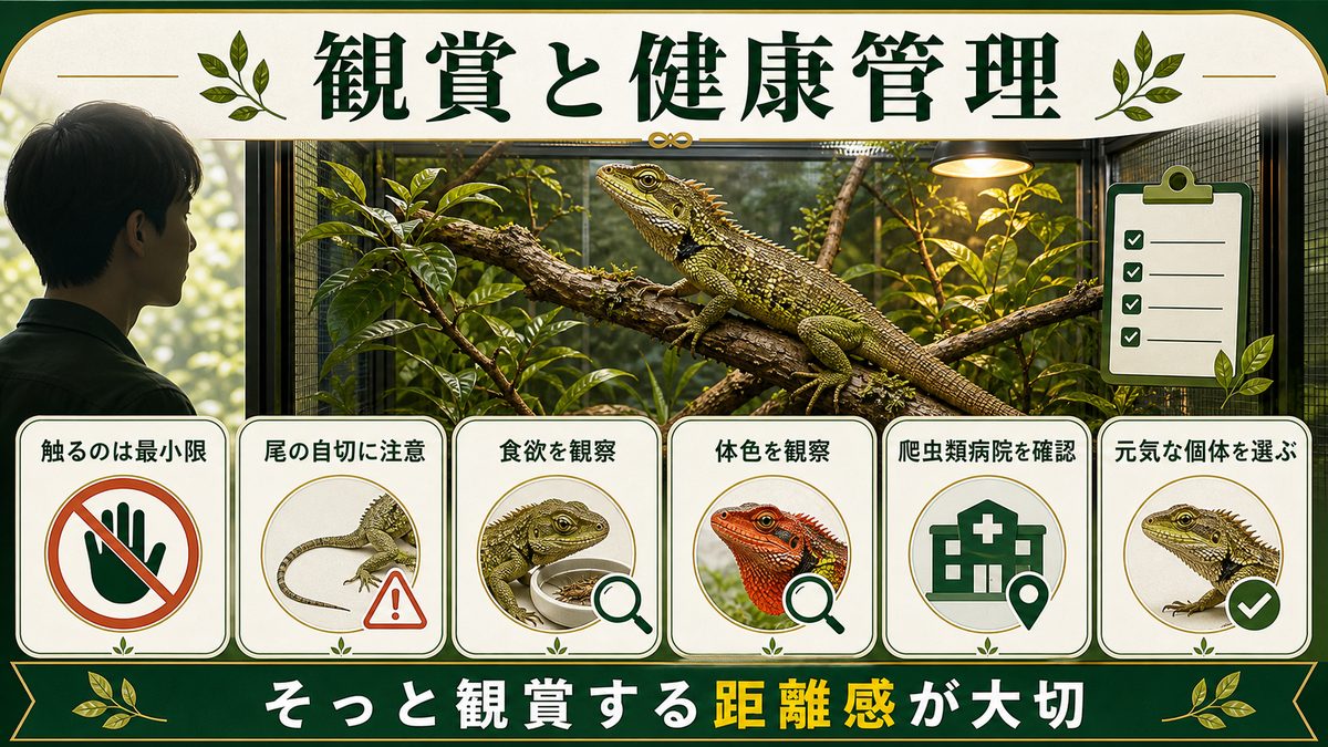 ハンドリング・健康管理・入手方法の要点をまとめたカメレオン・爬虫類飼育インフォグラフィック