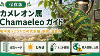 カメレオン属（Chamaeleo）完全ガイド｜地中海〜アフリカ産カメレオンの種類・特徴・飼育法を属レベルで解説の要点を伝えるカメレオン・爬虫類記事アイキャッチ画像