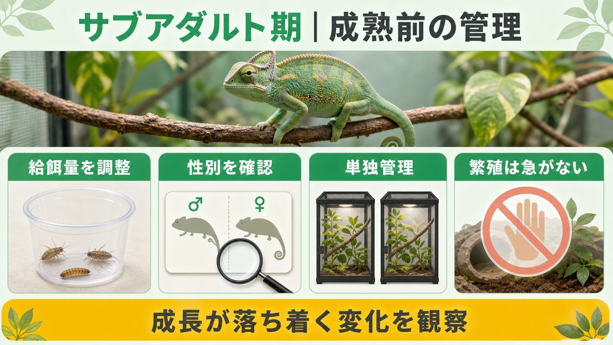 サブアダルト期に給餌量・性別・単独管理・繁殖時期を確認する図