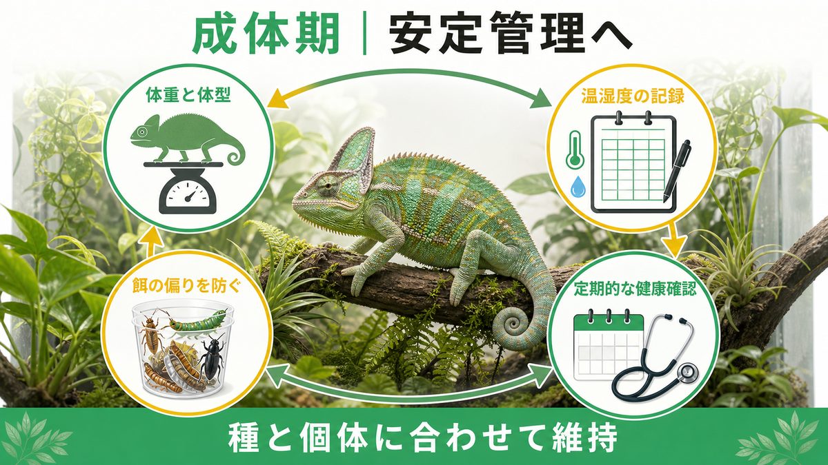 成体カメレオンの体重・温湿度・餌の多様性・健康確認を循環管理する図