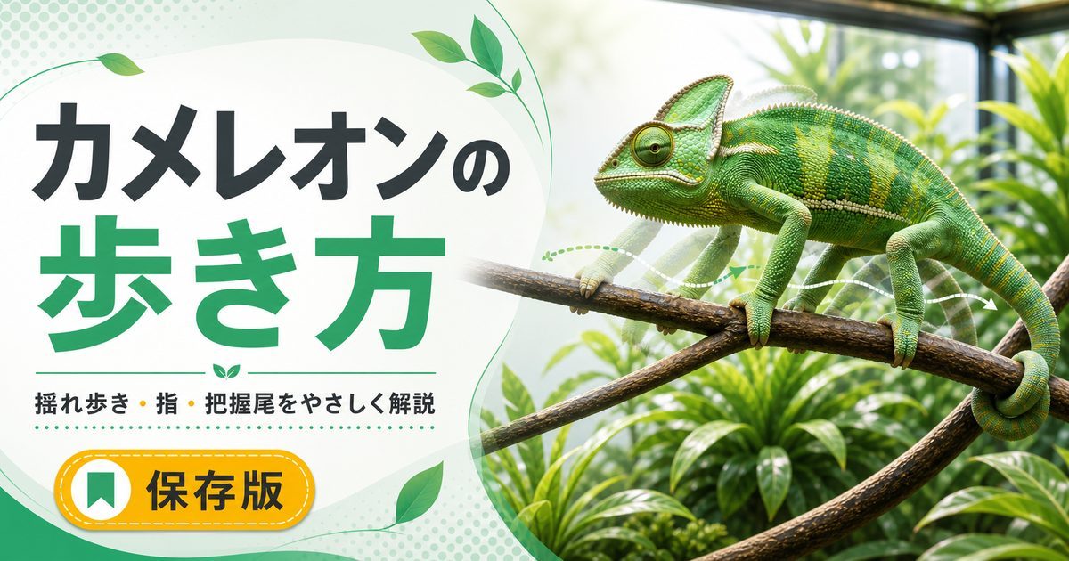 カメレオンの歩き方が面白い！ゆらゆら歩く理由・対向する指・把握尾のしくみを徹底解説の要点を伝えるカメレオン・爬虫類記事アイキャッチ画像