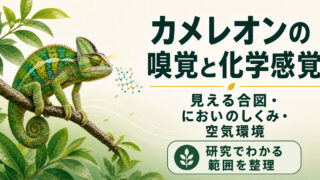 枝にとまるカメレオンと、視覚シグナル・嗅覚の模式経路・清潔な空気環境をまとめた記事アイキャッチ