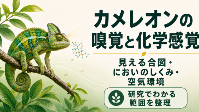 枝にとまるカメレオンと、視覚シグナル・嗅覚の模式経路・清潔な空気環境をまとめた記事アイキャッチ