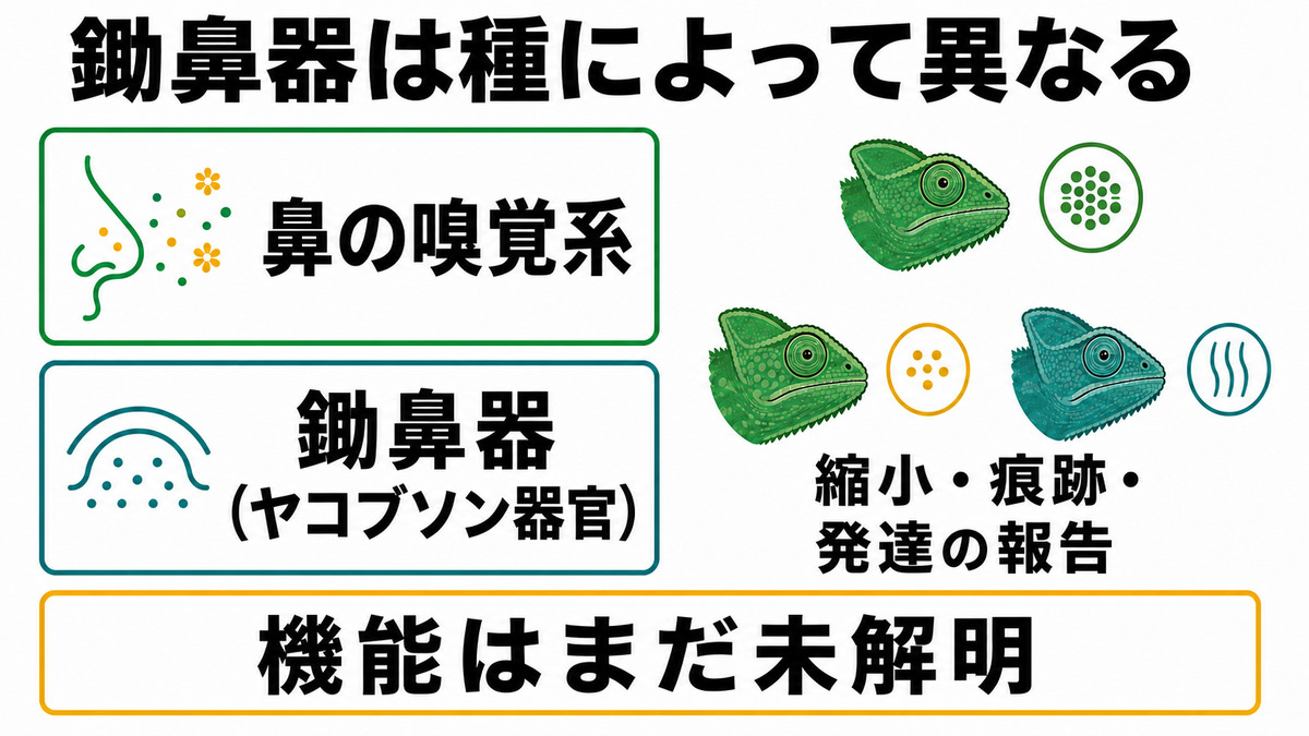 鼻の嗅覚系と鋤鼻器を別の概念カードで示し、カメレオン科の鋤鼻器には種差があり機能が未解明であることをまとめた図