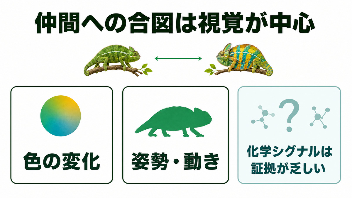 2頭のカメレオンが色の変化と姿勢で合図し、化学シグナルの証拠は乏しいことを示す図解