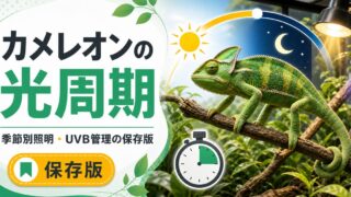 カメレオンの季節別照明・光周期完全ガイド！日照時間の調整・UVBライト設定・繁殖スイッチの入れ方を徹底解説の要点を伝えるカメレオン・爬虫類記事アイキャッチ画像