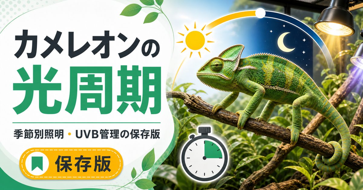 カメレオンの季節別照明・光周期完全ガイド！日照時間の調整・UVBライト設定・繁殖スイッチの入れ方を徹底解説の要点を伝えるカメレオン・爬虫類記事アイキャッチ画像