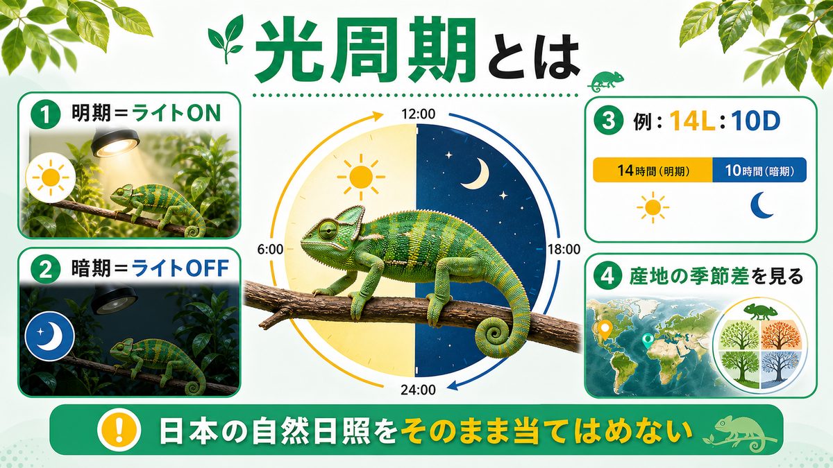 🌞 光周期（フォトピリオド）とは何か？の要点をまとめたカメレオン・爬虫類飼育インフォグラフィック