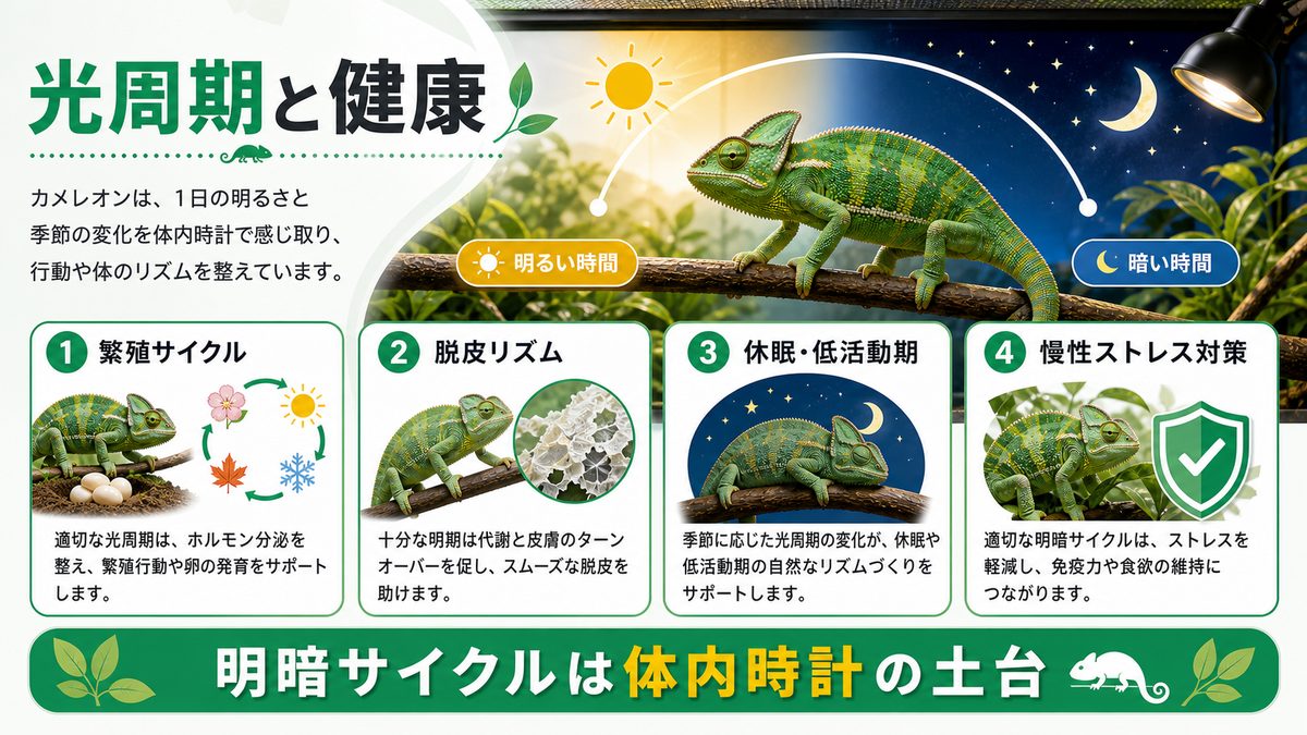 🔬 光周期がカメレオンの健康に与える影響の要点をまとめたカメレオン・爬虫類飼育インフォグラフィック
