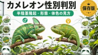 カメレオンの性別判別完全ガイド！雌雄の見分け方・半陰茎隆起・体色・形態的特徴を種別に徹底解説の要点を伝えるカメレオン・爬虫類記事アイキャッチ画像