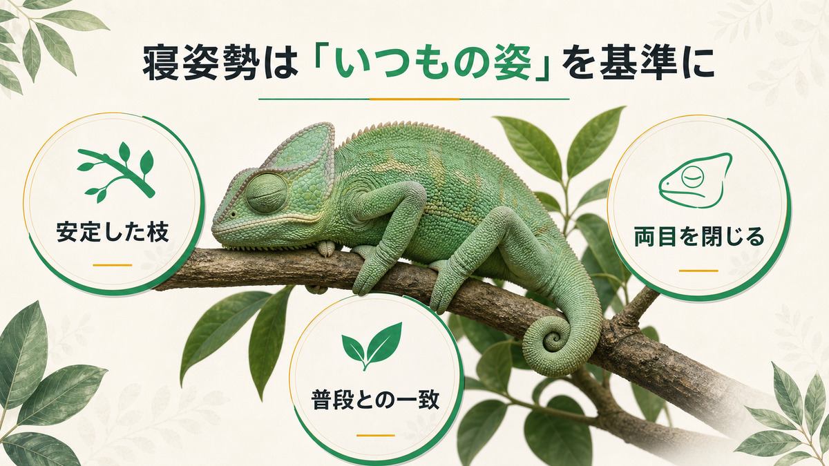 安定した枝で両目を閉じるカメレオンと普段の寝姿勢を比較する図
