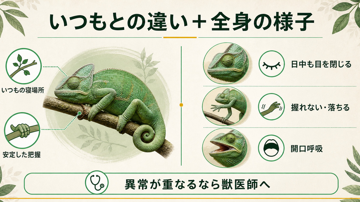 カメレオンのいつもの寝姿と日中の閉眼・把握低下・開口呼吸を比較する図
