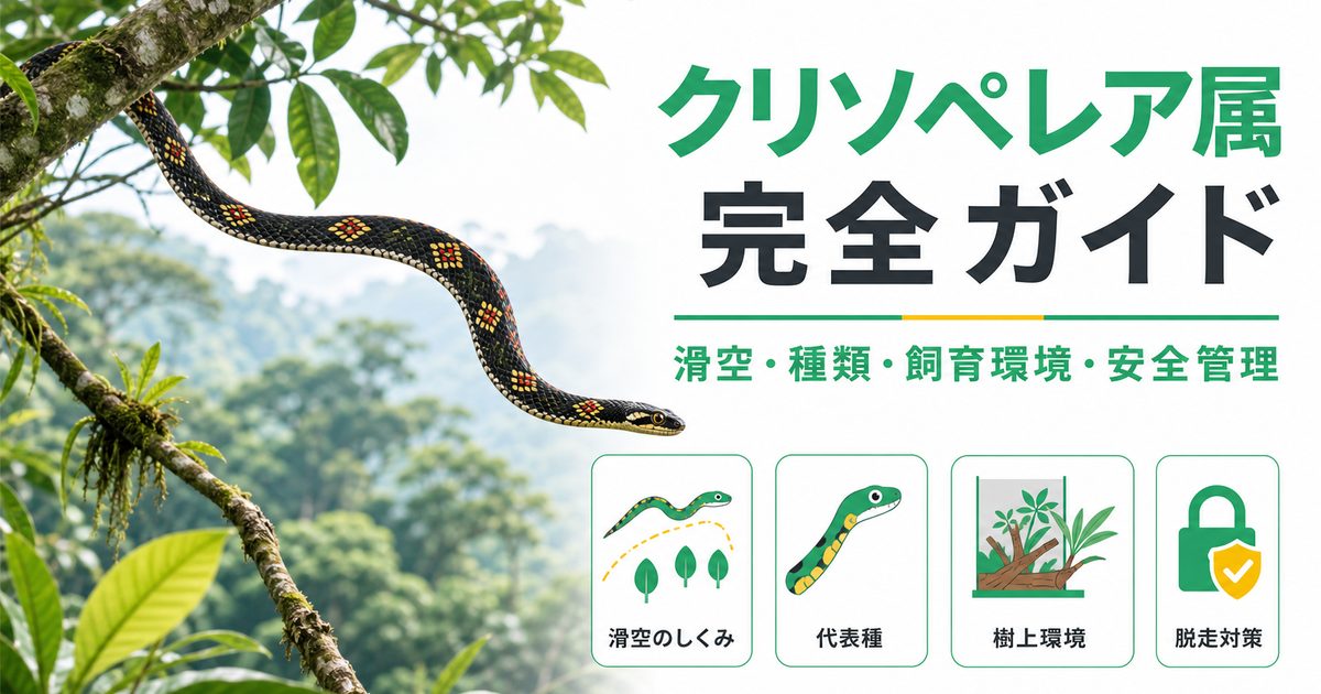 クリソペレア属（Chrysopelea）完全ガイド｜トビヘビの種類・特徴・樹上性飼育法と空中滑空の不思議を解説の要点を伝えるカメレオン・爬虫類記事アイキャッチ画像