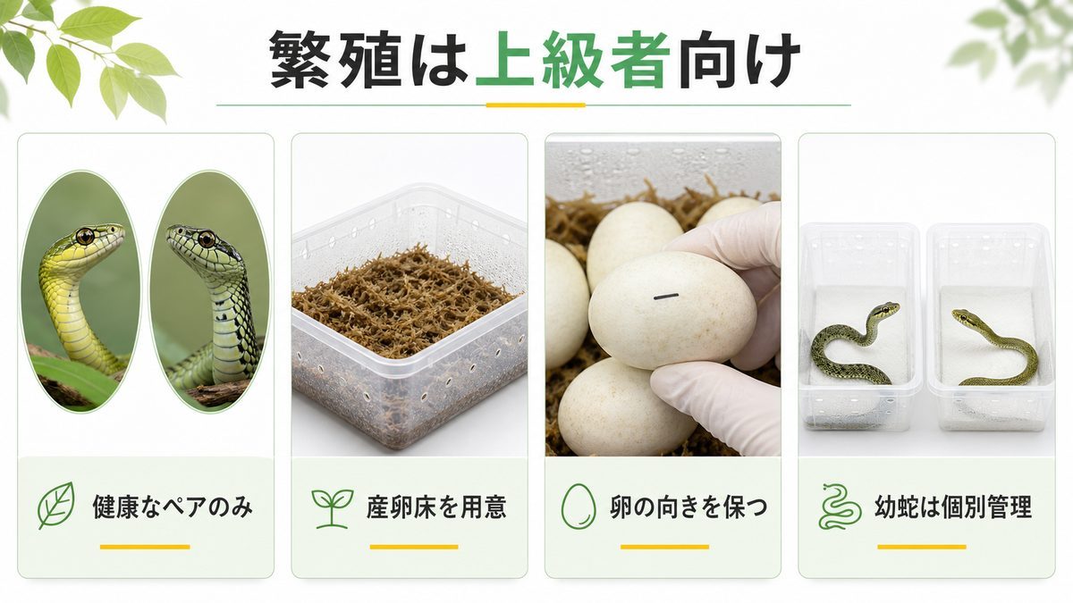 繁殖の基礎知識｜卵生・クラッチ数・幼蛇の給餌の要点をまとめたカメレオン・爬虫類飼育インフォグラフィック