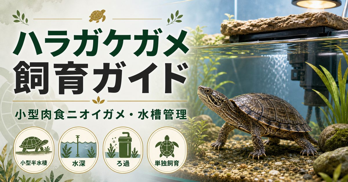 ハラガケガメ（Claudius angustatus）飼育完全ガイド｜気が強い小型肉食ニオイガメの特徴・水槽・餌の要点を伝えるカメレオン・爬虫類記事アイキャッチ画像