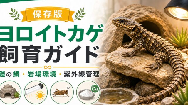 ヨロイトカゲ（Cordylus）飼育完全ガイド｜鎧の鱗を持つ岩場のトカゲの特徴・ケージ・餌の要点を伝えるカメレオン・爬虫類記事アイキャッチ画像
