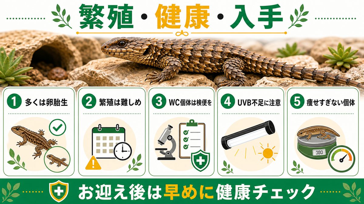 繁殖（卵胎生）・健康管理・入手のポイントの要点をまとめたカメレオン・爬虫類飼育インフォグラフィック