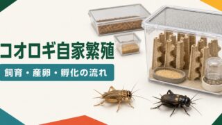 イエコとフタホシの飼育容器、産卵床、孵化容器をまとめたコオロギ自家繁殖ガイド