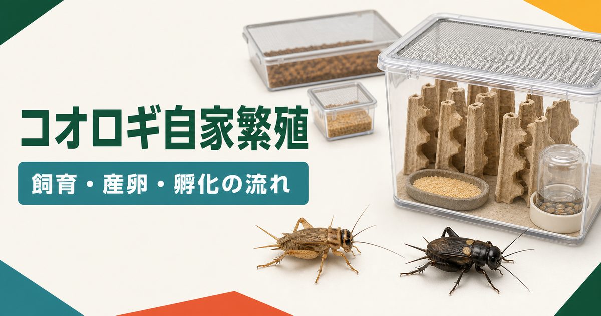イエコとフタホシの飼育容器、産卵床、孵化容器をまとめたコオロギ自家繁殖ガイド