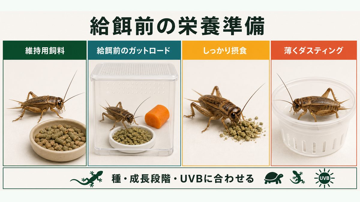 維持用飼料と給餌前のガットロード、軽いダスティングの役割を分けた栄養準備