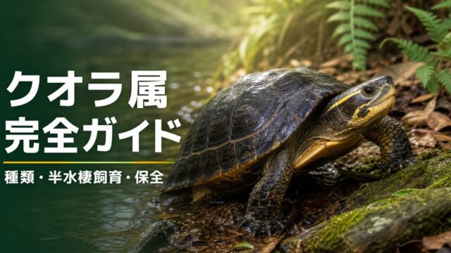 クオラ属（Cuora）の種類・半水棲飼育・保全を解説するアイキャッチ