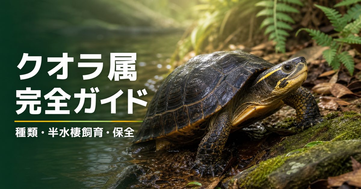 クオラ属（Cuora）の種類・半水棲飼育・保全を解説するアイキャッチ