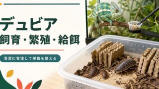 デュビアの飼育・繁殖・栄養準備とカメレオンへの給餌を示すアイキャッチ