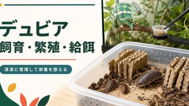 デュビアの飼育・繁殖・栄養準備とカメレオンへの給餌を示すアイキャッチ