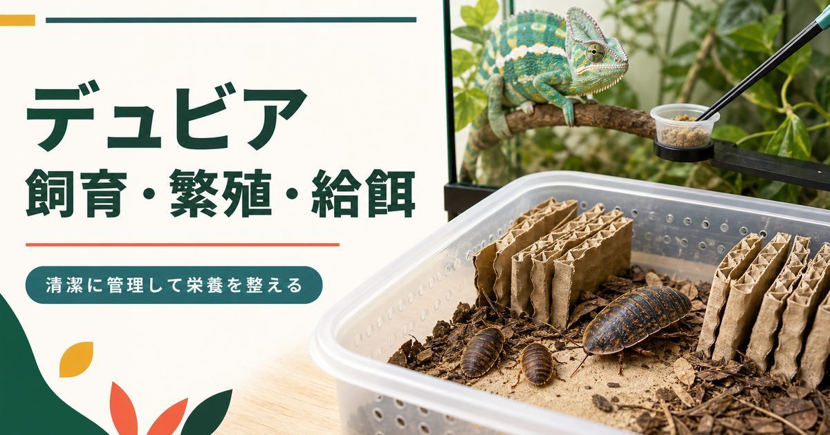デュビアの飼育・繁殖・栄養準備とカメレオンへの給餌を示すアイキャッチ