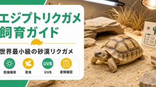 エジプトリクガメ（Testudo kleinmanni）飼育完全ガイド！世界最小リクガメの飼い方・ケージ・餌の要点を伝えるカメレオン・爬虫類記事アイキャッチ画像