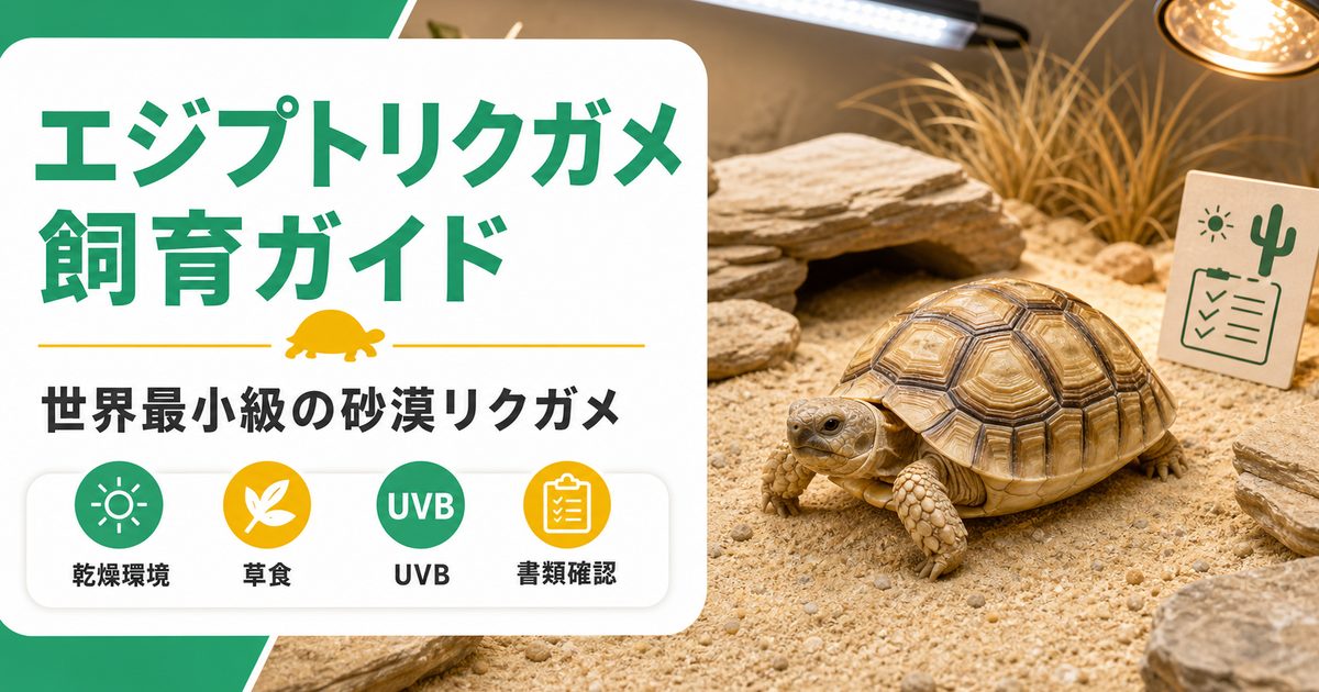 エジプトリクガメ（Testudo kleinmanni）飼育完全ガイド！世界最小リクガメの飼い方・ケージ・餌の要点を伝えるカメレオン・爬虫類記事アイキャッチ画像