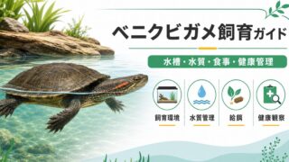 ベニクビガメ（Emydura subglobosa）飼育完全ガイド｜赤い首筋が美しいオーストラリア産水棲ガメの特徴・水槽・餌・繁殖の要点を伝えるカメレオン・爬虫類記事アイキャッチ画像