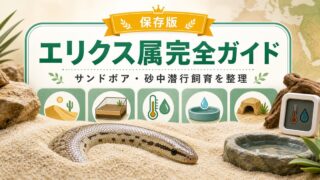 エリクス属（Eryx）完全ガイド｜サンドボア・砂漠系ボアの種類・特徴・砂中潜行飼育法を属レベルで解説の要点を伝えるカメレオン・爬虫類記事アイキャッチ画像
