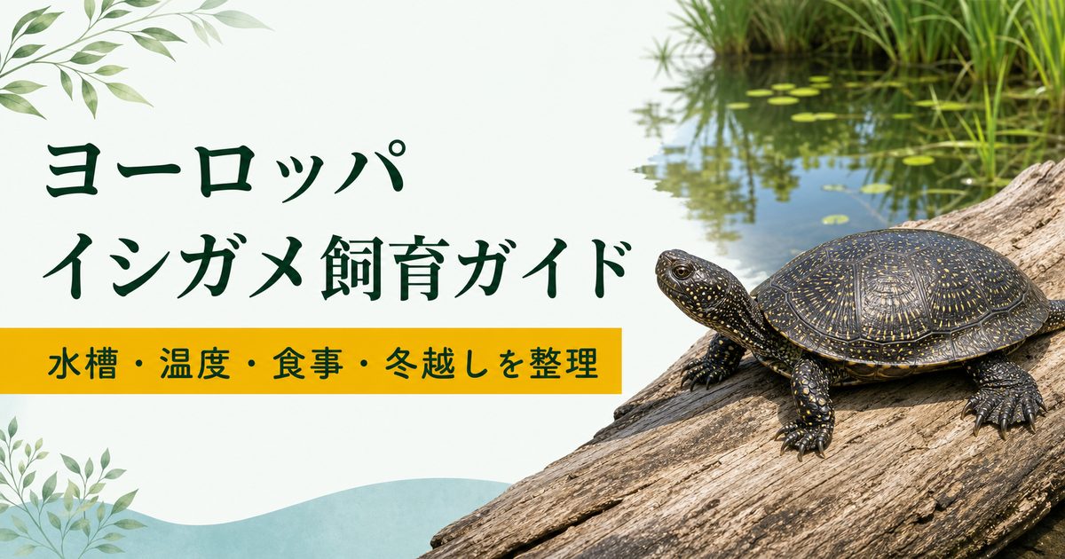 黄色い斑点のあるヨーロッパイシガメと湿地を描いた飼育ガイドのアイキャッチ