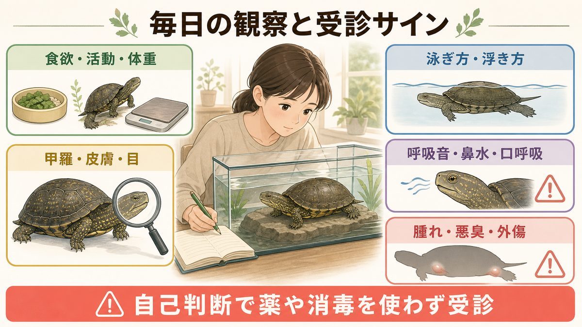 ヨーロッパイシガメの食欲、泳ぎ方、甲羅、呼吸など毎日の健康観察を示す図