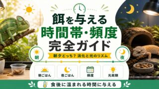 爬虫類の餌を与える時間帯・頻度完全ガイド｜朝夕どっち？消化と光のリズムに合わせる給餌の要点を伝えるカメレオン・爬虫類記事アイキャッチ画像