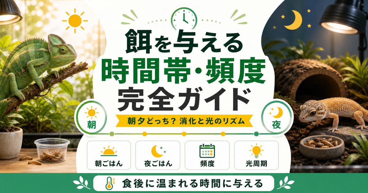 爬虫類の餌を与える時間帯・頻度完全ガイド｜朝夕どっち？消化と光のリズムに合わせる給餌の要点を伝えるカメレオン・爬虫類記事アイキャッチ画像
