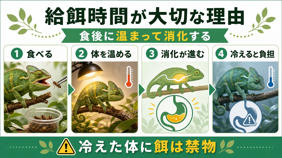 なぜ給餌の時間帯が大切なのか｜消化とバスキングの深い関係の要点をまとめたカメレオン・爬虫類飼育インフォグラフィック