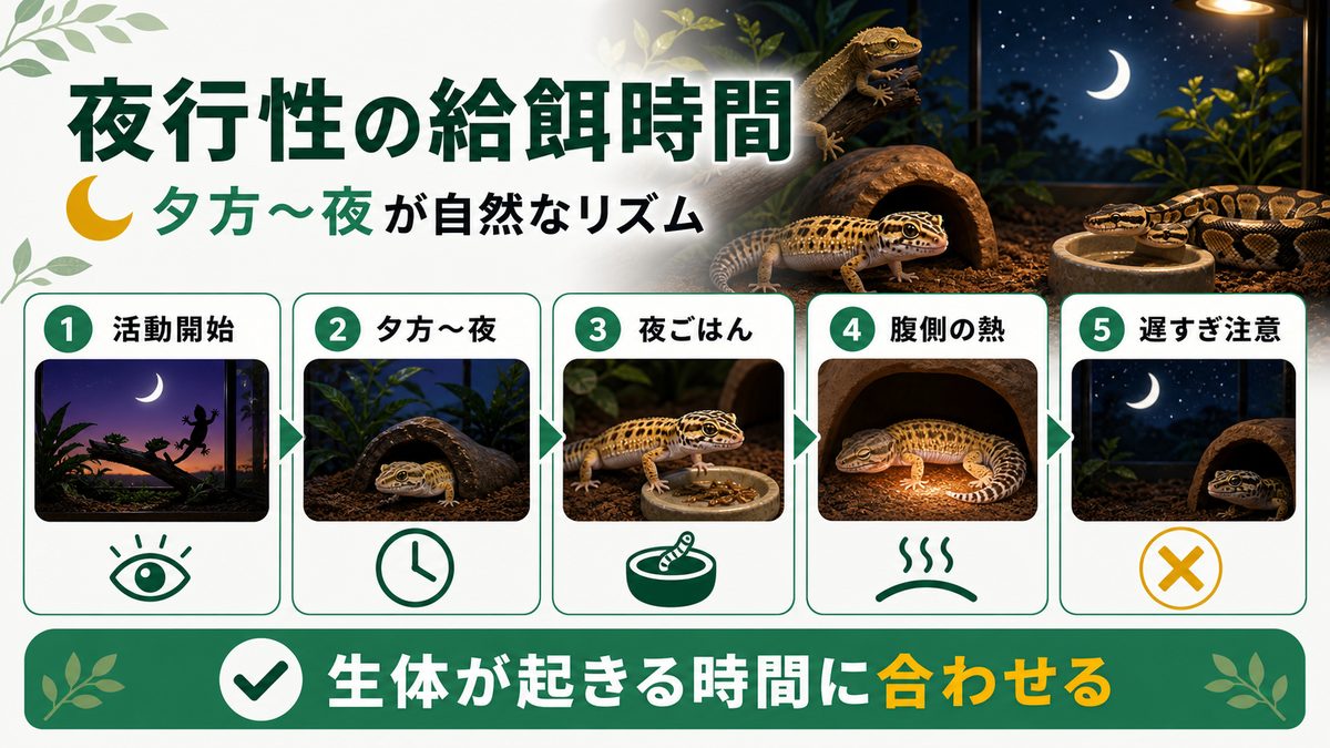 夜行性の爬虫類の給餌時間｜夕方〜夜が自然なリズムの要点をまとめたカメレオン・爬虫類飼育インフォグラフィック