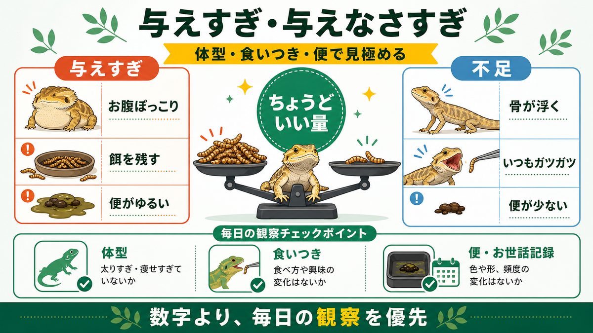 与えすぎ・与えなさすぎ｜ちょうどいいバランスの取り方の要点をまとめたカメレオン・爬虫類飼育インフォグラフィック