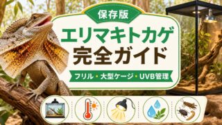 【エリマキトカゲ】フリルを広げる迫力のオーストラリア産トカゲの飼い方完全ガイド！の要点を伝えるカメレオン・爬虫類記事アイキャッチ画像