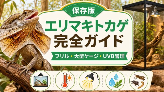 【エリマキトカゲ】フリルを広げる迫力のオーストラリア産トカゲの飼い方完全ガイド！の要点を伝えるカメレオン・爬虫類記事アイキャッチ画像