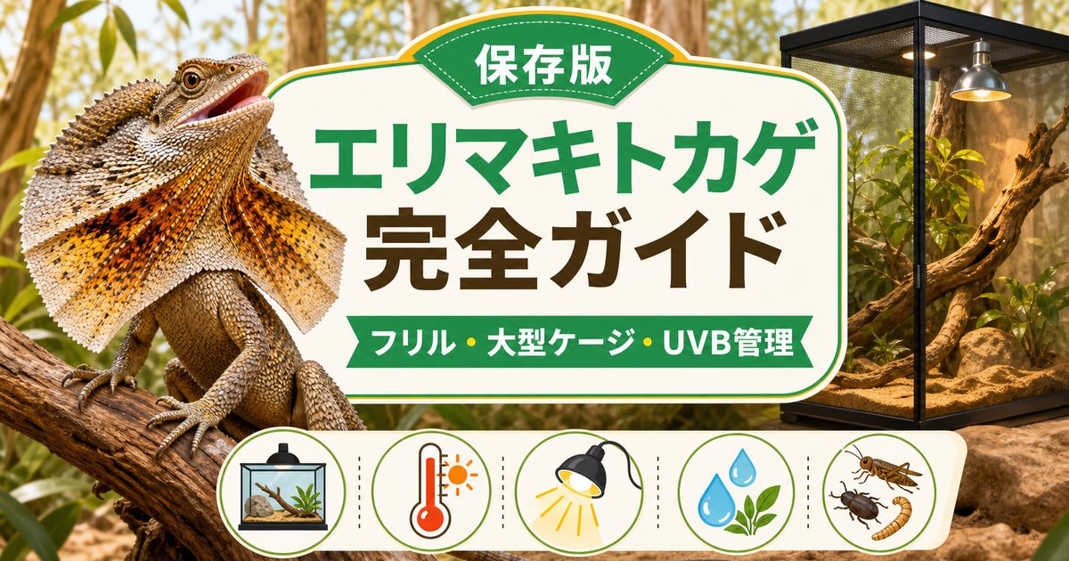 【エリマキトカゲ】フリルを広げる迫力のオーストラリア産トカゲの飼い方完全ガイド！の要点を伝えるカメレオン・爬虫類記事アイキャッチ画像